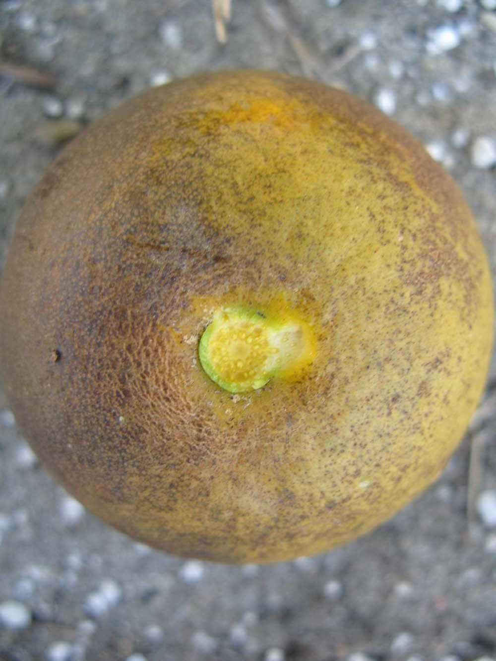            Fruit (Winter Haven, FL)   